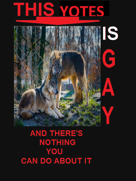 a picture of two coyotes. they are gay.